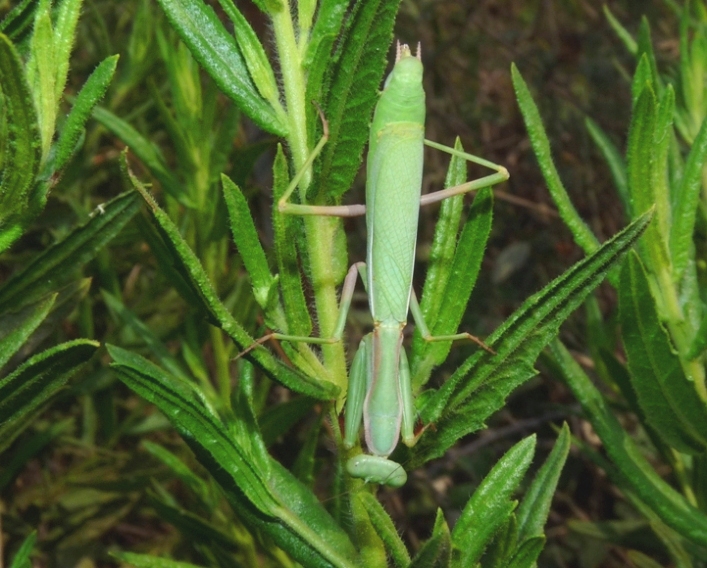 Iris oratoria di Santa Teresa di Gallura